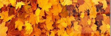 cgdmcpgl's profile banner image