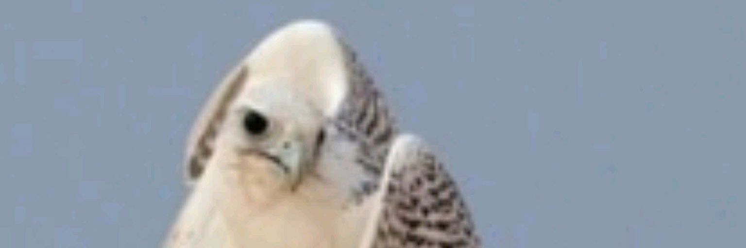 ymoath1's profile banner image