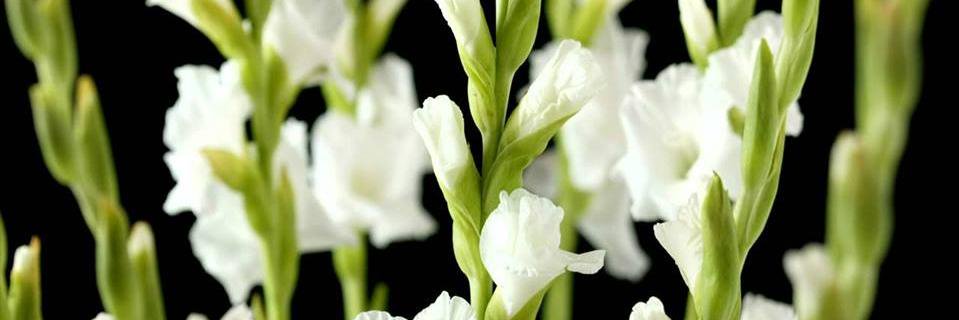 Sugan_Sankaran's profile banner image