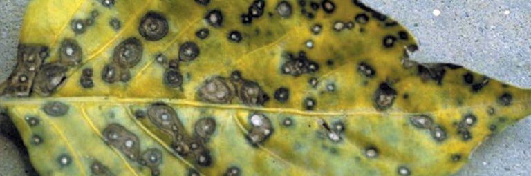 Plant Pathology Memes banner