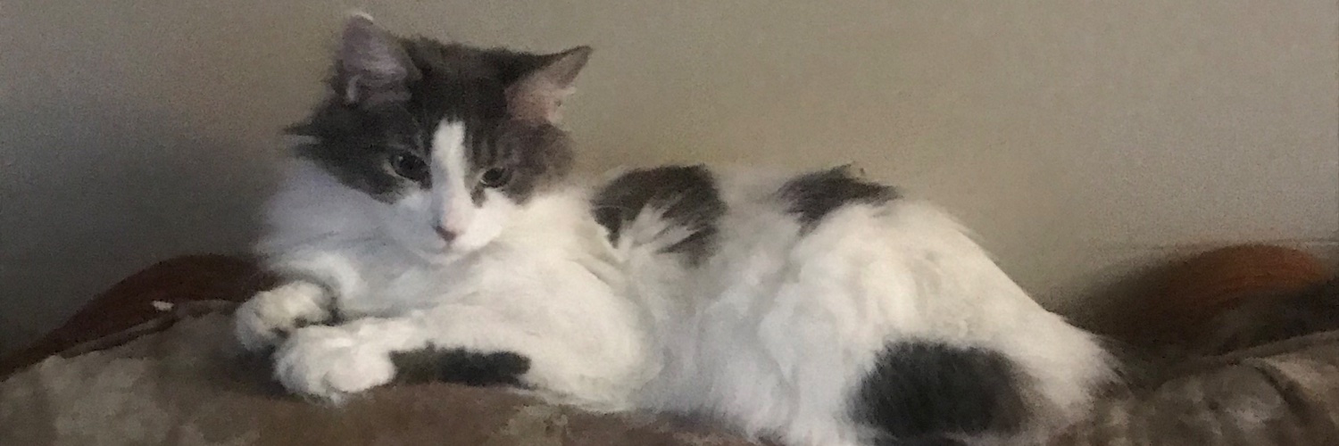 LitttleBoPeep's profile banner image