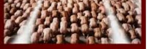 PerroOsosatan's profile banner image