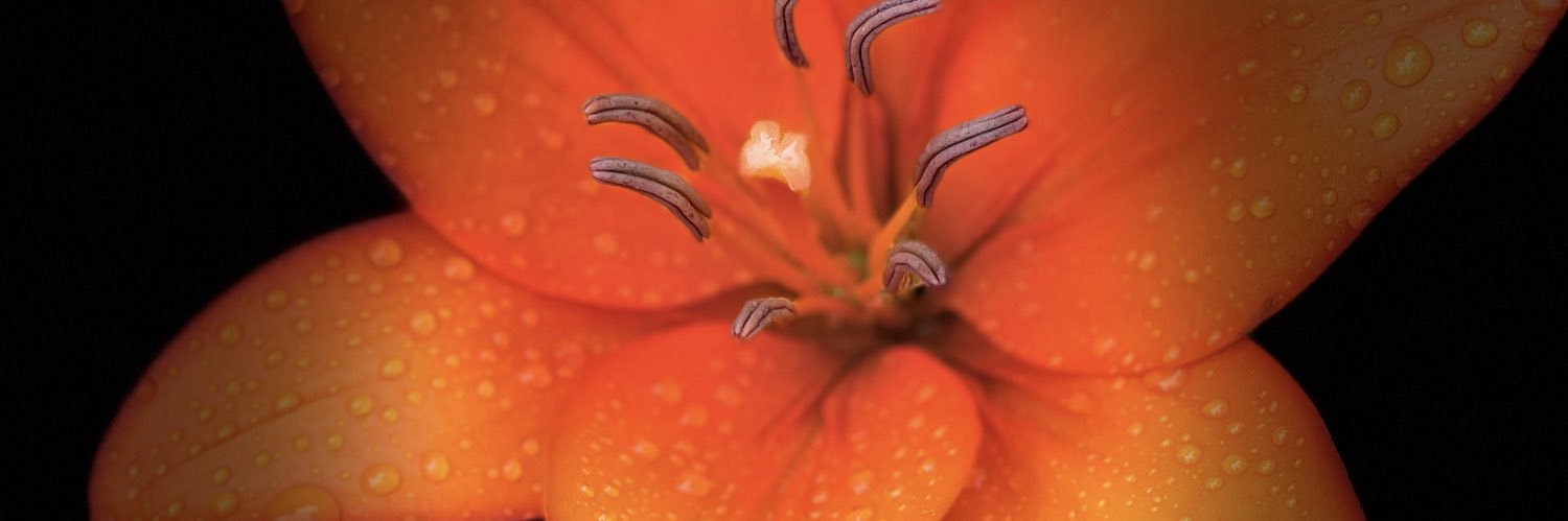VenusRisingLLC's profile banner image