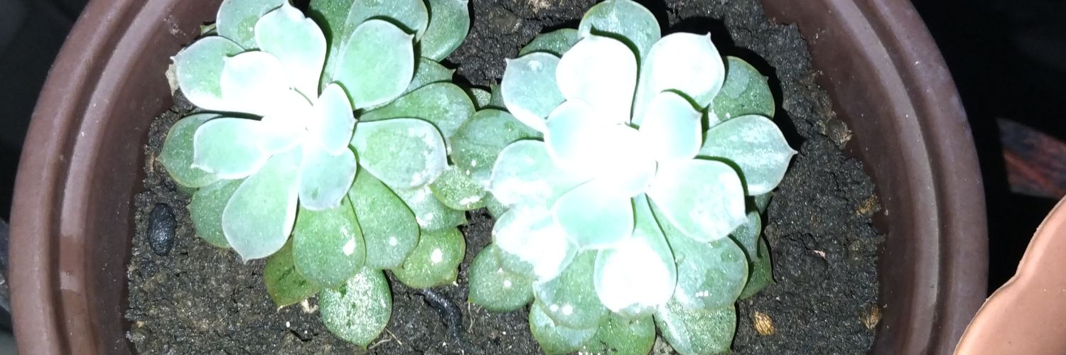 Yohanny Rodriguez F. banner