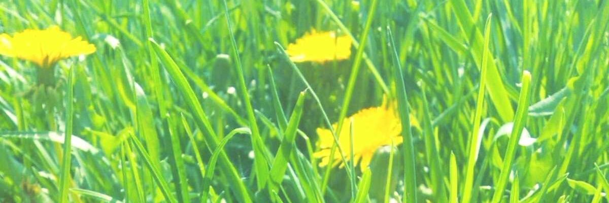 AleashaRobinson's profile banner image
