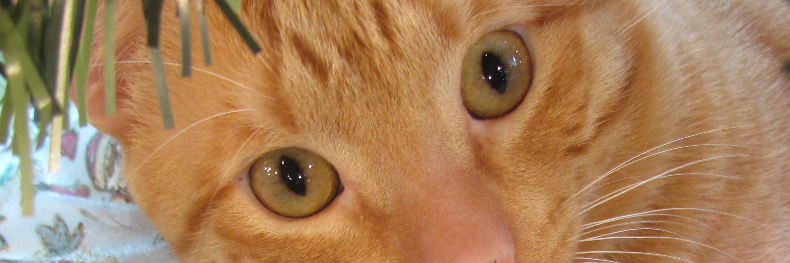 LuzMrll's profile banner image
