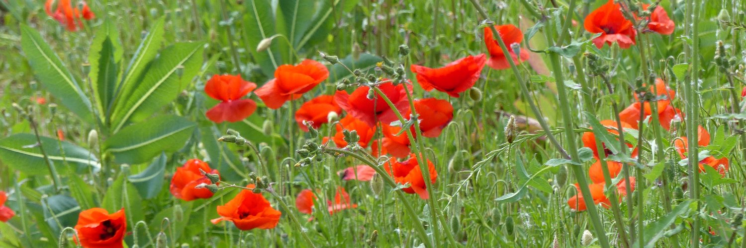 2Coquelicots's profile banner image