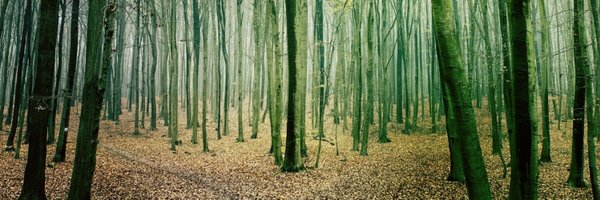 rosik Profile Banner