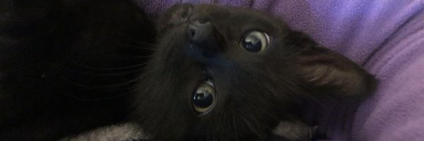 visualscat Profile Banner