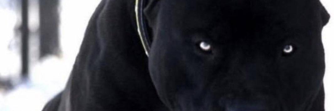lilboy_2790's profile banner image