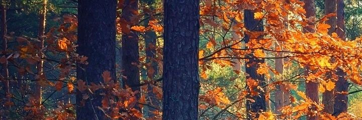 JOHNJAIROOSORIO's profile banner image