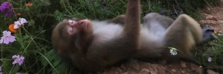 bul istri sah yuha banner