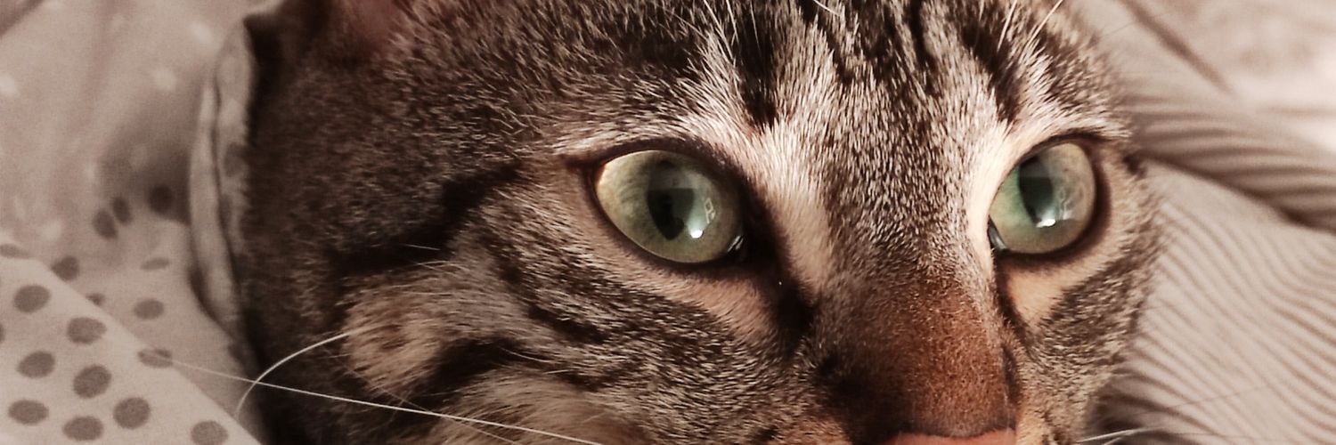 danielCecu's profile banner image