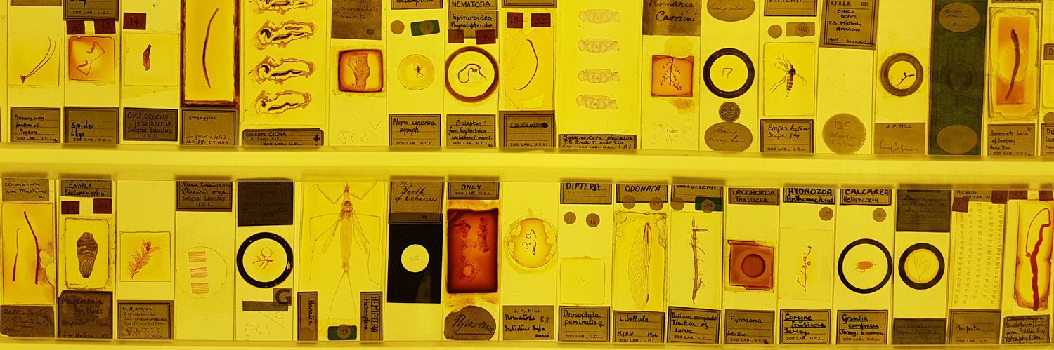 Aritha Dornau banner