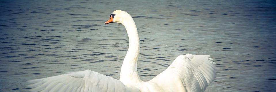 SwanBake's profile banner image