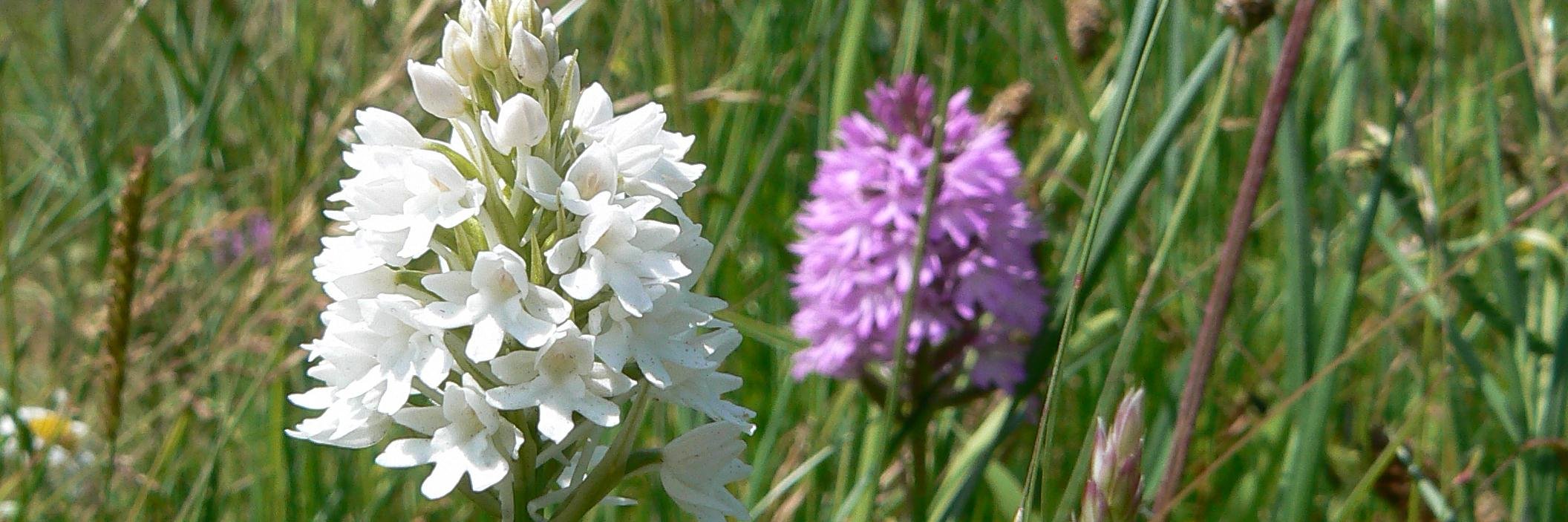 theOrchidMan's profile banner image