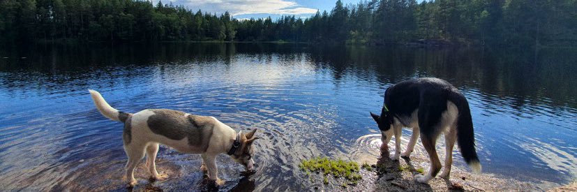 Dina Pedersen banner