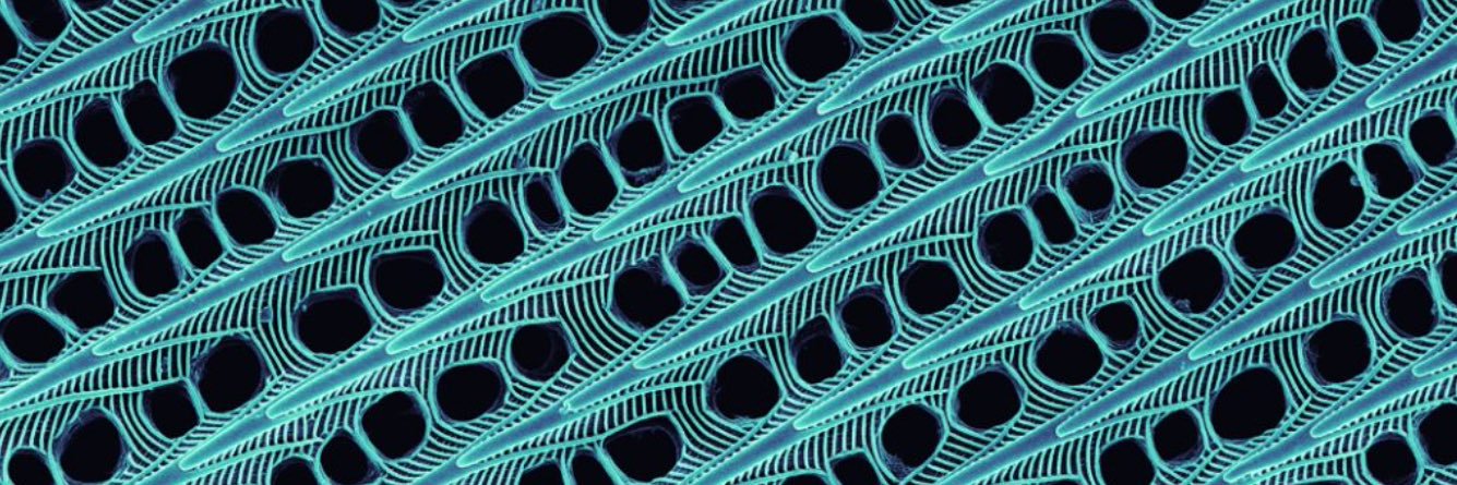 Pintozor Prod. banner
