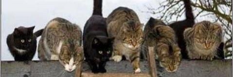 Tupafropf 🇩🇰🇬🇱🇧🇻🇸🇪🇫🇮🇮🇸🇺🇦🇨🇦🇪🇺 banner