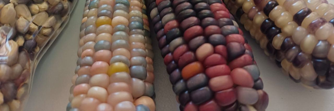 A Grade Snow Monkey banner