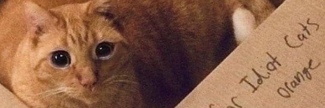 Aliewhicker's profile banner image