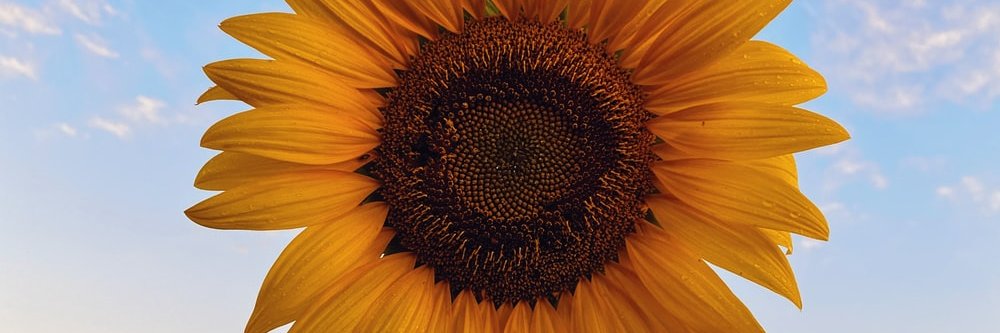SUNFLOWER 🌻's banner
