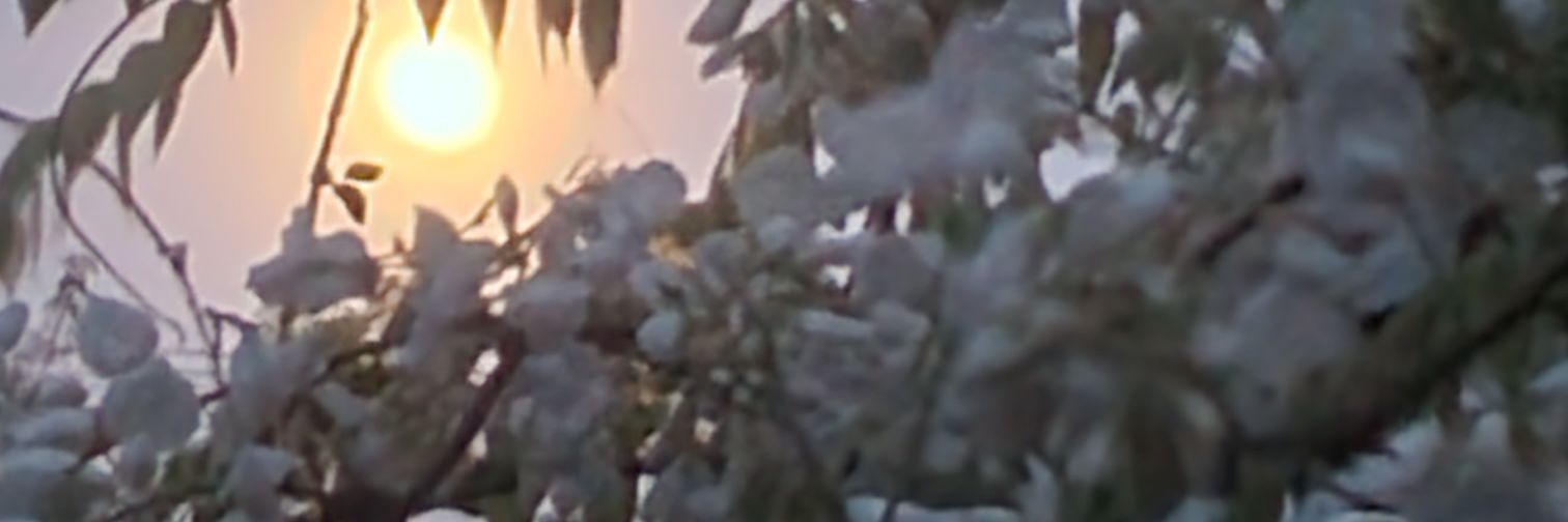 shimezo_u's profile banner image