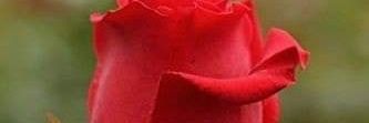 O_mani0's profile banner image