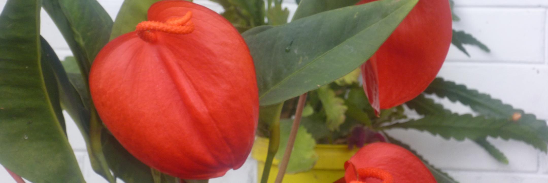 FernandaBaez17's profile banner image