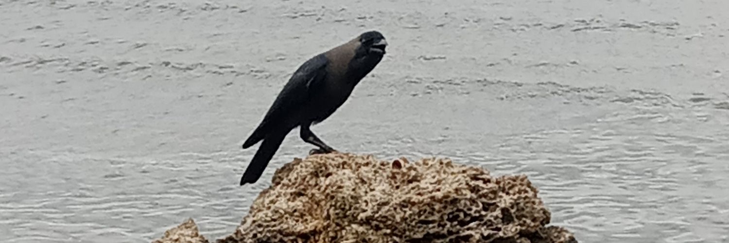 cridsent's profile banner image