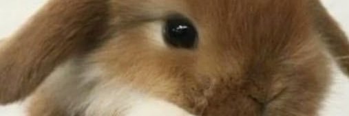 bunny is a ୨୧ banner