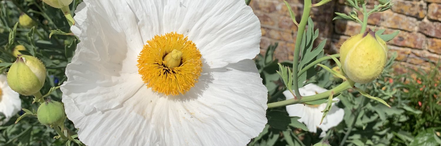 Nichola Comben banner