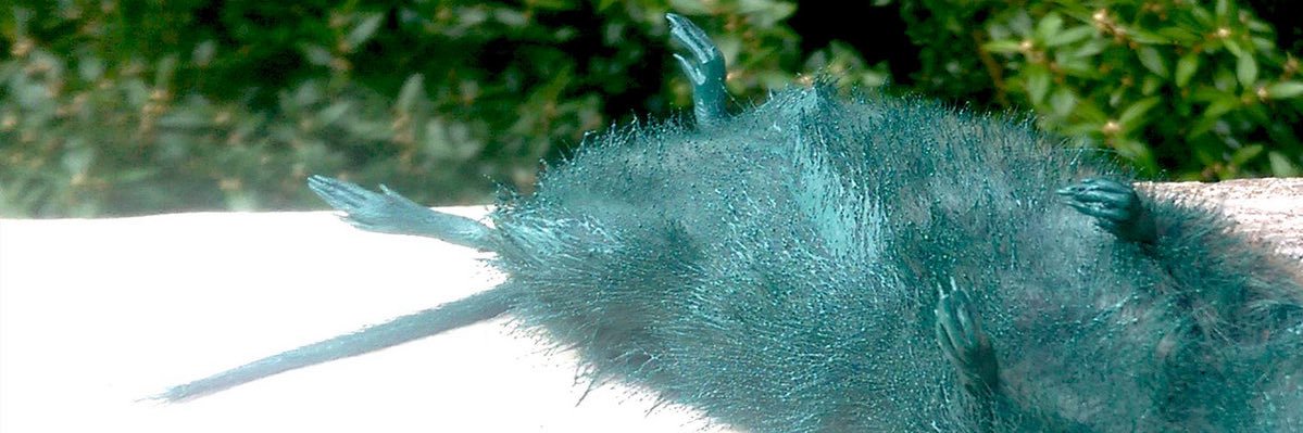 aztecdethwhistl's profile banner image