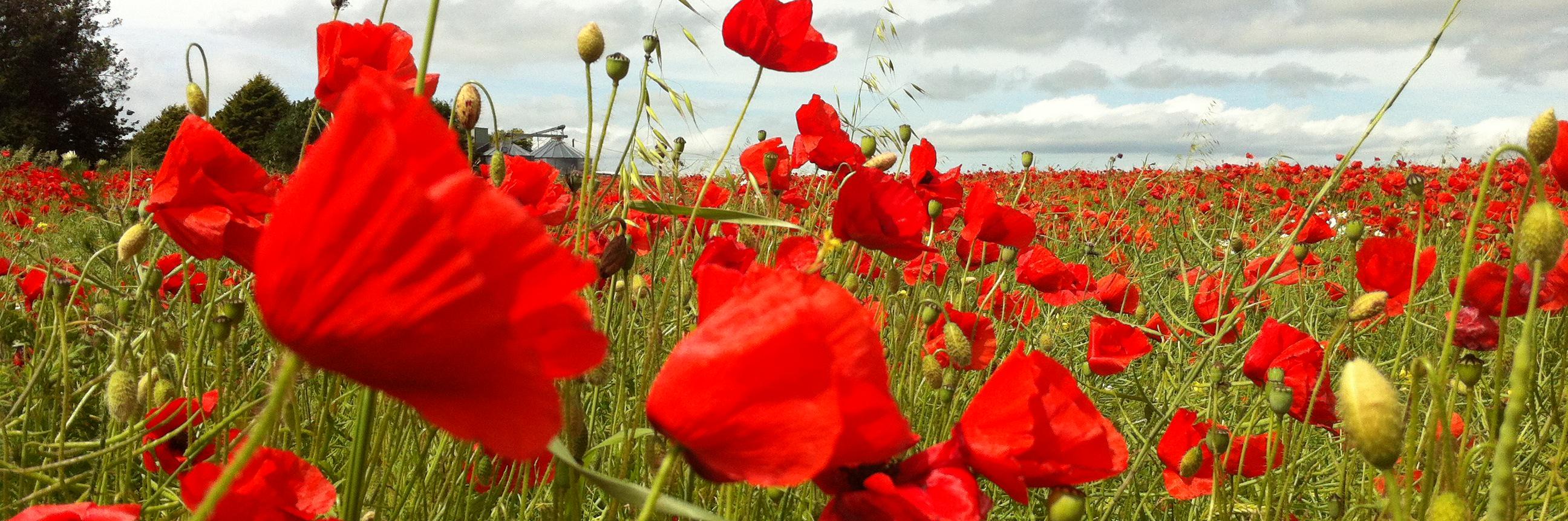 Dr Karl Royle banner