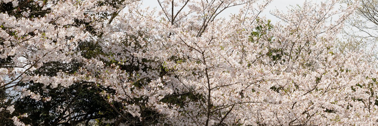SAKURA87🌸 banner
