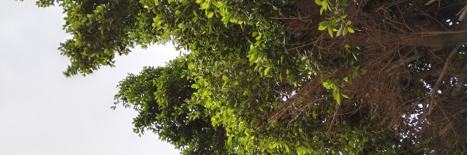 vilo_o's profile banner image