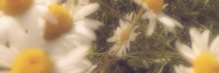 𝔐ia🕯️ɐı̣𝔚 banner