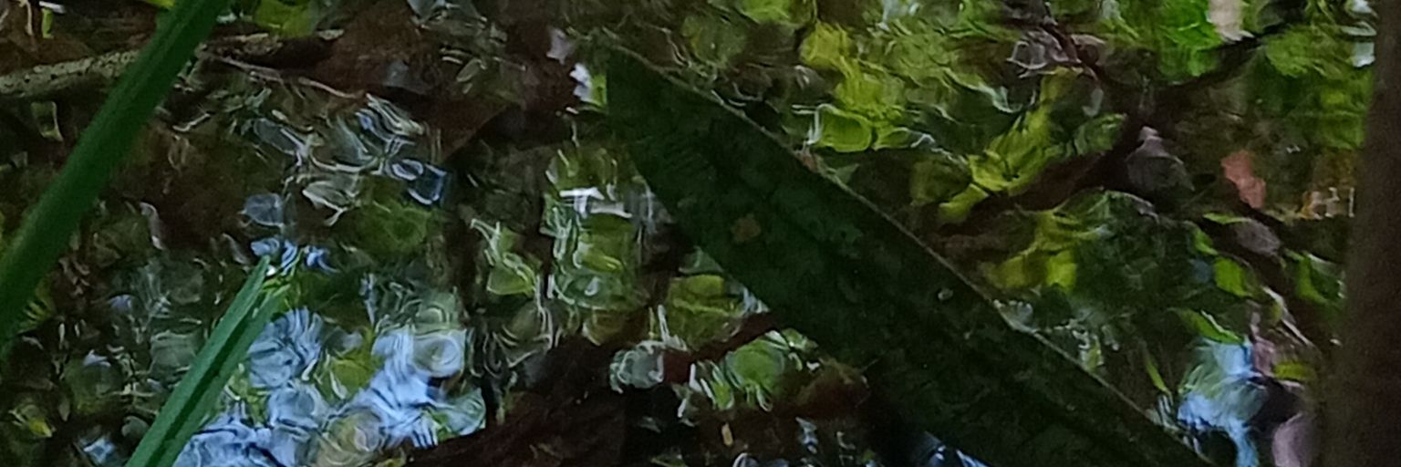0xBonifacio's profile banner image