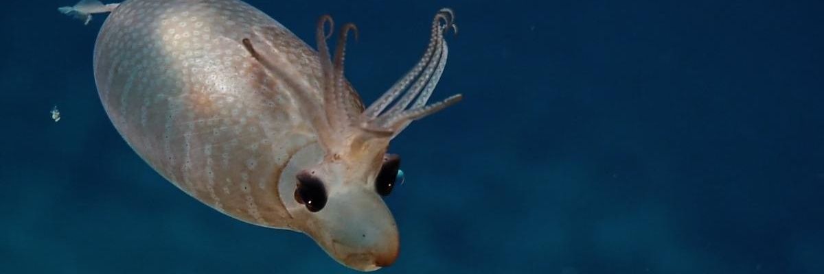 StrangeArcticPanda banner