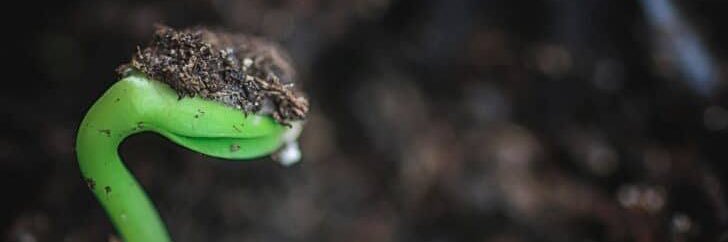 Germinating Seed banner