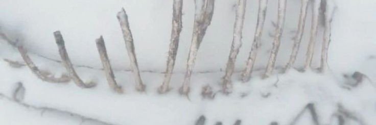 BB1rd87's profile banner image
