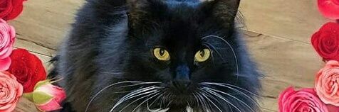 Michelle0416's profile banner image