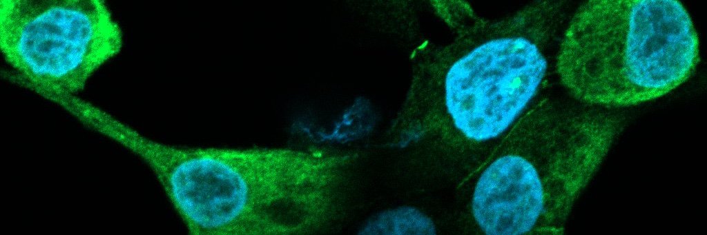 Sarah R. Amend, Ph.D. banner