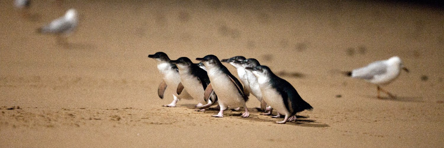 PenguinFdn's profile banner image