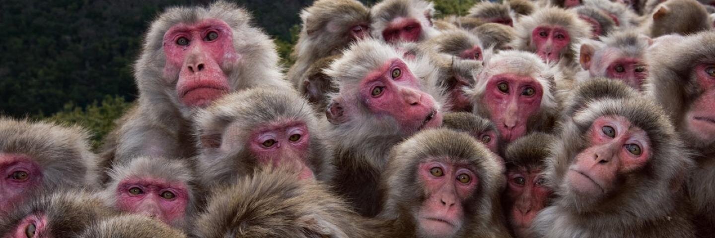 Graeme Lennon 🐵 banner