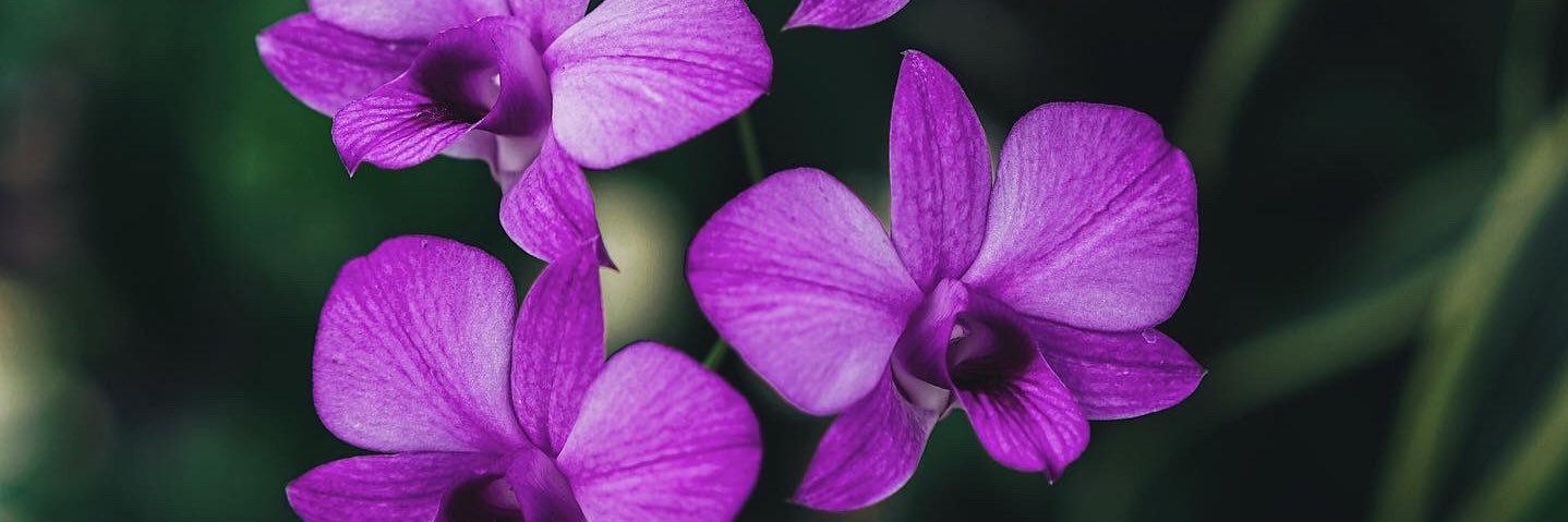 Rippuripp's profile banner image