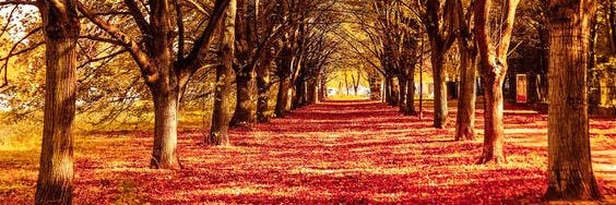 Robert C. DeJoy banner