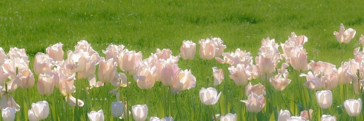 NanamiFae's profile banner image