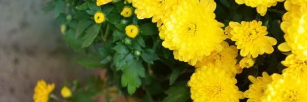 barnespearso's profile banner image
