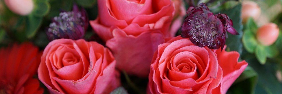 Martha Bowden banner